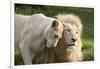 A White Lion Males Stares To The Right While A Lioness Nuzzles Him And Shows Affection-Karine Aigner-Framed Photographic Print