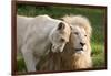 A White Lion Males Stares To The Right While A Lioness Nuzzles Him And Shows Affection-Karine Aigner-Framed Photographic Print