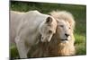 A White Lion Males Stares To The Right While A Lioness Nuzzles Him And Shows Affection-Karine Aigner-Mounted Photographic Print