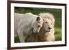 A White Lion Males Stares To The Right While A Lioness Nuzzles Him And Shows Affection-Karine Aigner-Framed Photographic Print