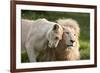 A White Lion Males Stares To The Right While A Lioness Nuzzles Him And Shows Affection-Karine Aigner-Framed Photographic Print