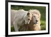 A White Lion Males Stares To The Right While A Lioness Nuzzles Him And Shows Affection-Karine Aigner-Framed Photographic Print