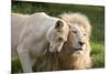 A White Lion Males Stares To The Right While A Lioness Nuzzles Him And Shows Affection-Karine Aigner-Mounted Photographic Print