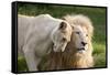 A White Lion Males Stares To The Right While A Lioness Nuzzles Him And Shows Affection-Karine Aigner-Framed Stretched Canvas