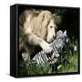 A White Lion Plays with a Papier Mache Zebra-null-Framed Stretched Canvas