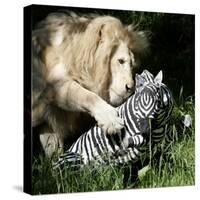 A White Lion Plays with a Papier Mache Zebra-null-Stretched Canvas