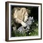 A White Lion Plays with a Papier Mache Zebra-null-Framed Photographic Print