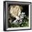 A White Lion Plays with a Papier Mache Zebra-null-Framed Photographic Print