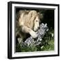 A White Lion Plays with a Papier Mache Zebra-null-Framed Photographic Print