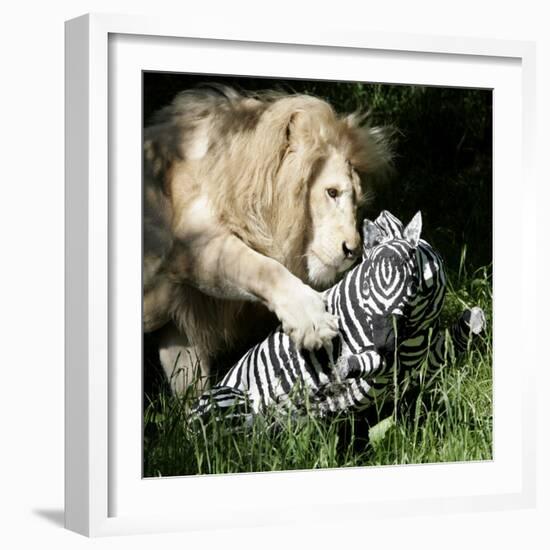 A White Lion Plays with a Papier Mache Zebra-null-Framed Photographic Print