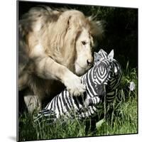 A White Lion Plays with a Papier Mache Zebra-null-Mounted Photographic Print