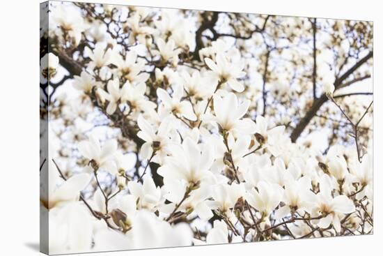 A White Magnolia Tree Magnoliaceae in Full Flowerage-Petra Daisenberger-Stretched Canvas