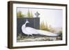 A White Peahen (Coloured Engraving)-English-Framed Giclee Print