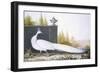 A White Peahen (Coloured Engraving)-English-Framed Giclee Print