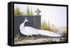 A White Peahen (Coloured Engraving)-English-Framed Stretched Canvas