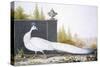 A White Peahen (Coloured Engraving)-English-Stretched Canvas