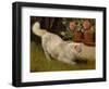 A White Persian Cat with a Ladybird (Oil on Board)-Arthur Heyer-Framed Giclee Print