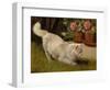 A White Persian Cat with a Ladybird (Oil on Board)-Arthur Heyer-Framed Giclee Print