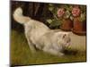 A White Persian Cat with a Ladybird (Oil on Board)-Arthur Heyer-Mounted Giclee Print