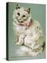 A White Persian Cat with a Pink Ribbon-null-Stretched Canvas