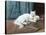 A White Persian Cat with Her Kittens (Oil on Canvas)-Arthur Heyer-Stretched Canvas