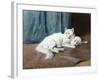 A White Persian Cat with Her Kittens (Oil on Canvas)-Arthur Heyer-Framed Giclee Print