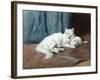 A White Persian Cat with Her Kittens (Oil on Canvas)-Arthur Heyer-Framed Giclee Print