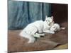 A White Persian Cat with Her Kittens (Oil on Canvas)-Arthur Heyer-Mounted Giclee Print