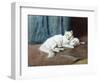 A White Persian Cat with Her Kittens (Oil on Canvas)-Arthur Heyer-Framed Giclee Print