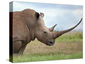 A White Rhino with a Very Long Horn; Mweiga, Solio, Kenya-Nigel Pavitt-Stretched Canvas