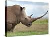 A White Rhino with a Very Long Horn; Mweiga, Solio, Kenya-Nigel Pavitt-Stretched Canvas