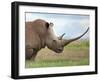 A White Rhino with a Very Long Horn; Mweiga, Solio, Kenya-Nigel Pavitt-Framed Photographic Print