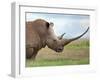 A White Rhino with a Very Long Horn; Mweiga, Solio, Kenya-Nigel Pavitt-Framed Photographic Print