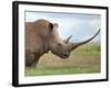 A White Rhino with a Very Long Horn; Mweiga, Solio, Kenya-Nigel Pavitt-Framed Photographic Print