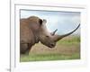 A White Rhino with a Very Long Horn; Mweiga, Solio, Kenya-Nigel Pavitt-Framed Photographic Print