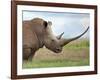 A White Rhino with a Very Long Horn; Mweiga, Solio, Kenya-Nigel Pavitt-Framed Photographic Print