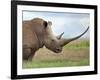 A White Rhino with a Very Long Horn; Mweiga, Solio, Kenya-Nigel Pavitt-Framed Photographic Print