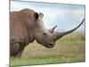 A White Rhino with a Very Long Horn; Mweiga, Solio, Kenya-Nigel Pavitt-Mounted Photographic Print