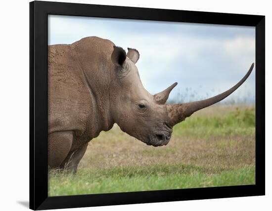 A White Rhino with a Very Long Horn; Mweiga, Solio, Kenya-Nigel Pavitt-Framed Photographic Print