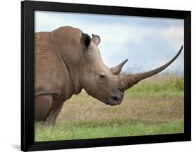 A White Rhino with a Very Long Horn; Mweiga, Solio, Kenya-Nigel Pavitt-Framed Photographic Print