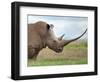 A White Rhino with a Very Long Horn; Mweiga, Solio, Kenya-Nigel Pavitt-Framed Photographic Print