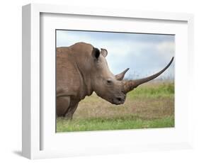 A White Rhino with a Very Long Horn; Mweiga, Solio, Kenya-Nigel Pavitt-Framed Photographic Print