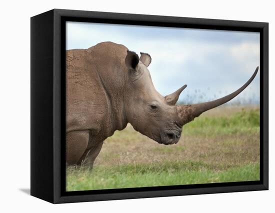 A White Rhino with a Very Long Horn; Mweiga, Solio, Kenya-Nigel Pavitt-Framed Stretched Canvas