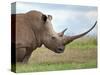 A White Rhino with a Very Long Horn; Mweiga, Solio, Kenya-Nigel Pavitt-Stretched Canvas