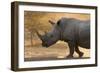 A white rhinoceros (Ceratotherium simum) walking in a cloud of dust at sunset, Botswana, Africa-Sergio Pitamitz-Framed Photographic Print