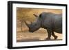 A white rhinoceros (Ceratotherium simum) walking in a cloud of dust at sunset, Botswana, Africa-Sergio Pitamitz-Framed Photographic Print