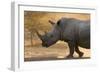 A white rhinoceros (Ceratotherium simum) walking in a cloud of dust at sunset, Botswana, Africa-Sergio Pitamitz-Framed Photographic Print