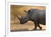 A white rhinoceros (Ceratotherium simum) walking in a cloud of dust at sunset, Botswana, Africa-Sergio Pitamitz-Framed Photographic Print