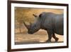 A white rhinoceros (Ceratotherium simum) walking in a cloud of dust at sunset, Botswana, Africa-Sergio Pitamitz-Framed Photographic Print