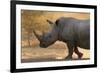 A white rhinoceros (Ceratotherium simum) walking in a cloud of dust at sunset, Botswana, Africa-Sergio Pitamitz-Framed Photographic Print